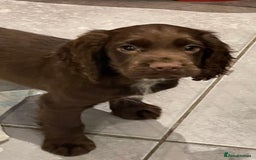Cocker Spaniel dogs for sale: Working cocker spaniels puppies kc reg - Image 27