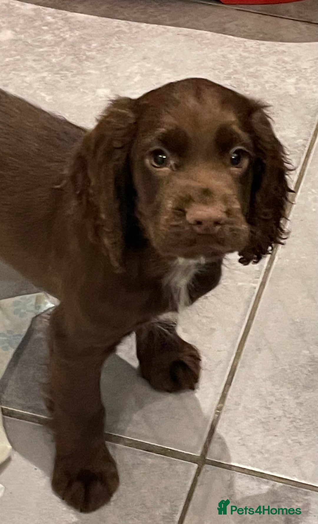 Cocker Spaniel dogs for sale: Working cocker spaniels puppies kc reg - Image 27