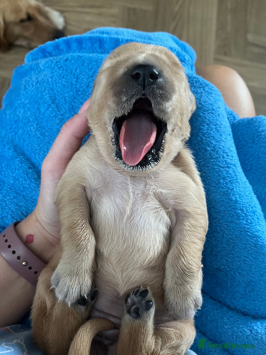 Golden Retriever dogs for sale: Pure bred Golden Retriever puppies - Image 10