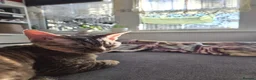 Devon Rex cats for sale: 🐾 Expected Devon Rex Kittens–August 2026 🐾 - Advert 22