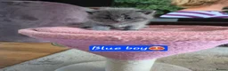 Scottish Fold cats for sale: 7 Scottish fold 😍beautiful  healthy kittens - Advert 35