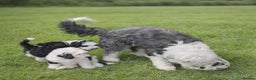 Old English Sheepdog dogs for sale:  kc registered old english sheepdog girl puppy  - Advert 3