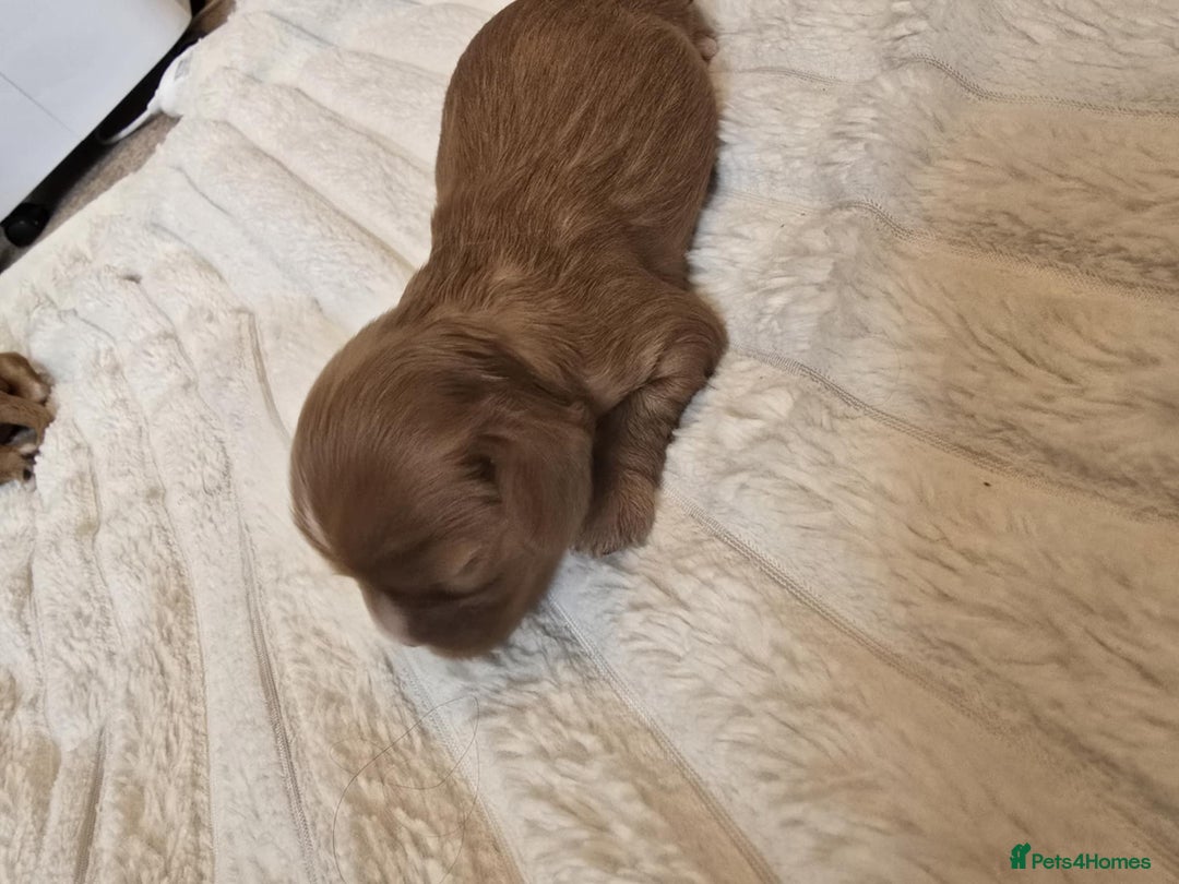Cavalier King Charles Spaniel dogs for sale: Ruby boys kc cavalier King Charles puppies  - Image 29