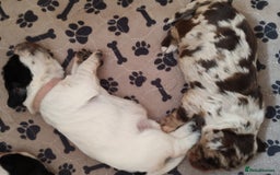 Sprocker dogs for sale: STRIKING SPROCKER SPANIEL PUPPIES  - Image 17