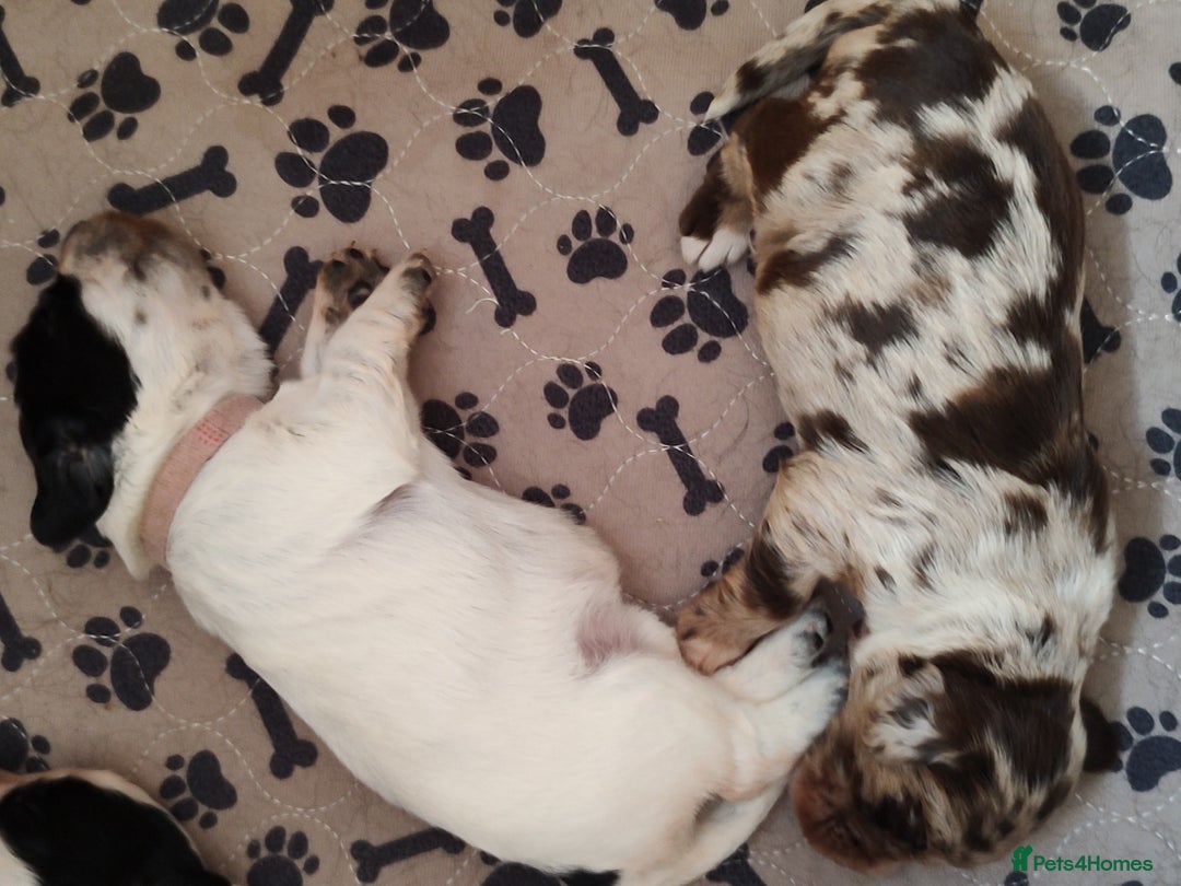 Sprocker dogs for sale: STRIKING SPROCKER SPANIEL PUPPIES  - Image 17