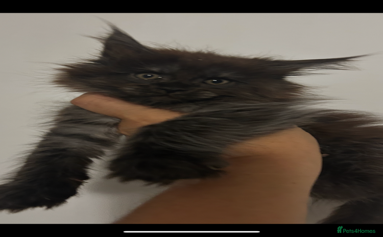 Maine Coon cats - Advert 13