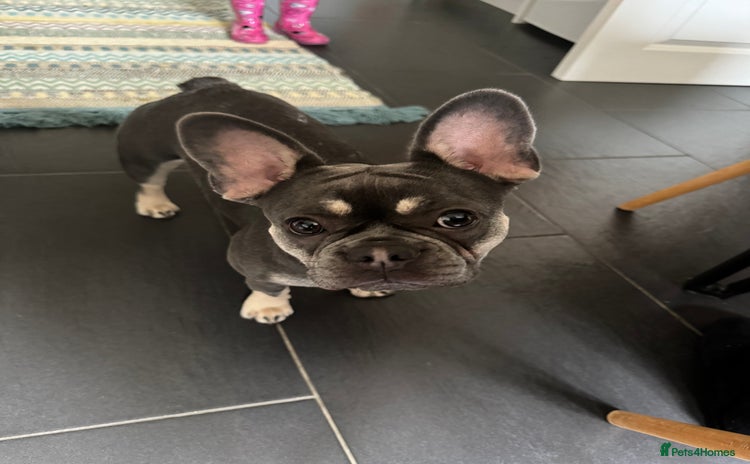 French Bulldog dogs - Advert 1
