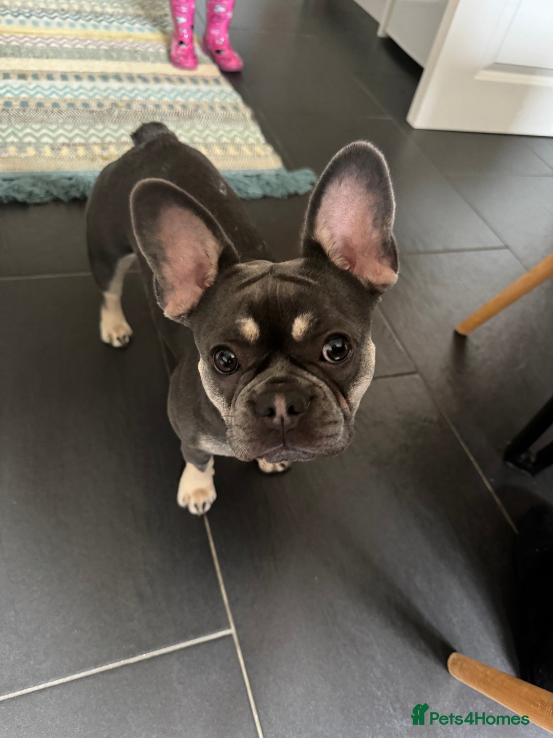 French Bulldog dogs for sale: Lovely French Bulldog Female for sale - Image 1