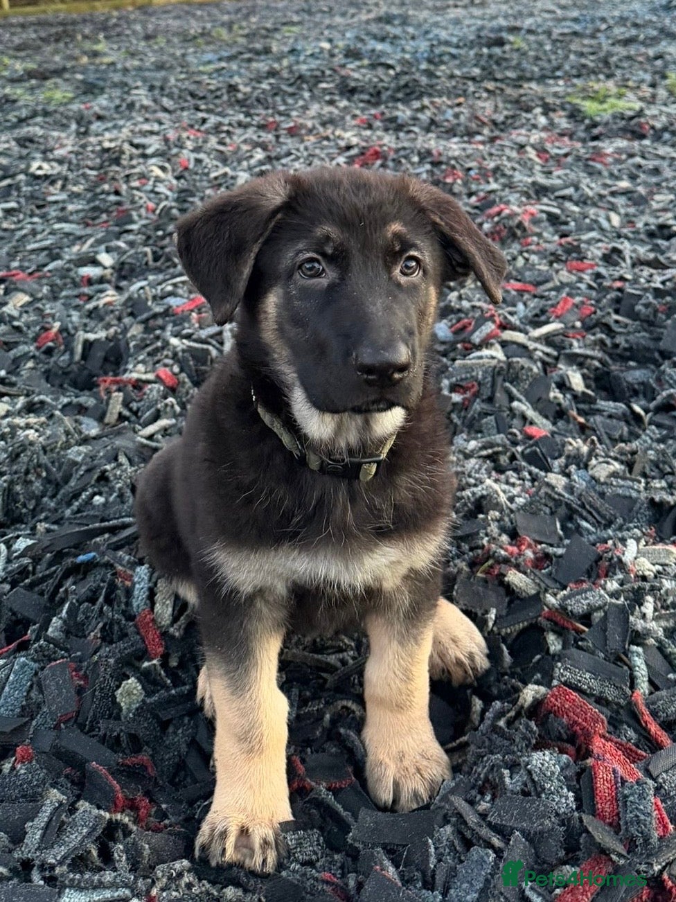 German Shepherd dogs 1 kc reg German shepherd pup sale 10 weeks old GSP - Advert 12