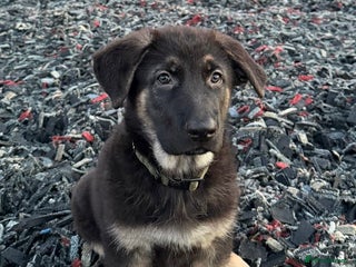 German Shepherd dogs 1 kc reg German shepherd pup sale 10 weeks old GSP - Advert 12