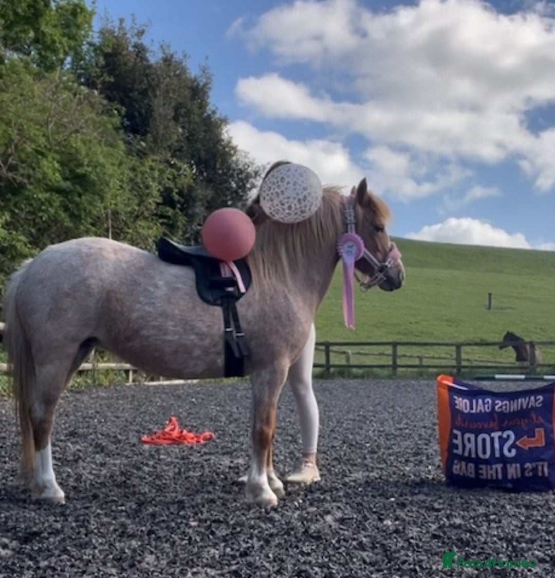 Welsh Section A horses for sale: Toni The Pony 10.3hh Mare 🦄 - Image 20