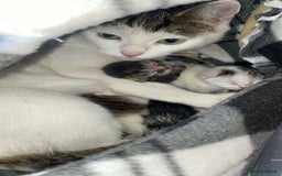 Domestic Shorthair cats for sale: Female kittens  - Image 9