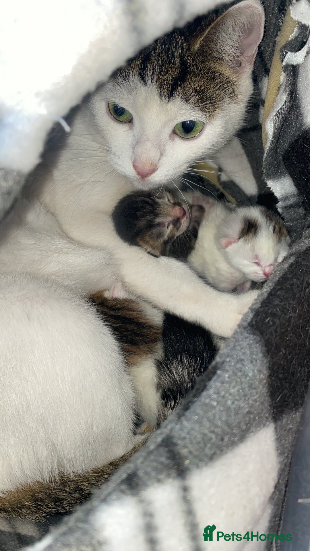 Domestic Shorthair cats for sale: Female kittens  - Image 9