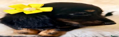 Miniature Dachshund 6