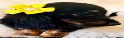 Miniature Dachshund dogs for sale: TOP QUALITY MINI LONG HAIR DACHSHUNDS READY! - Advert 13