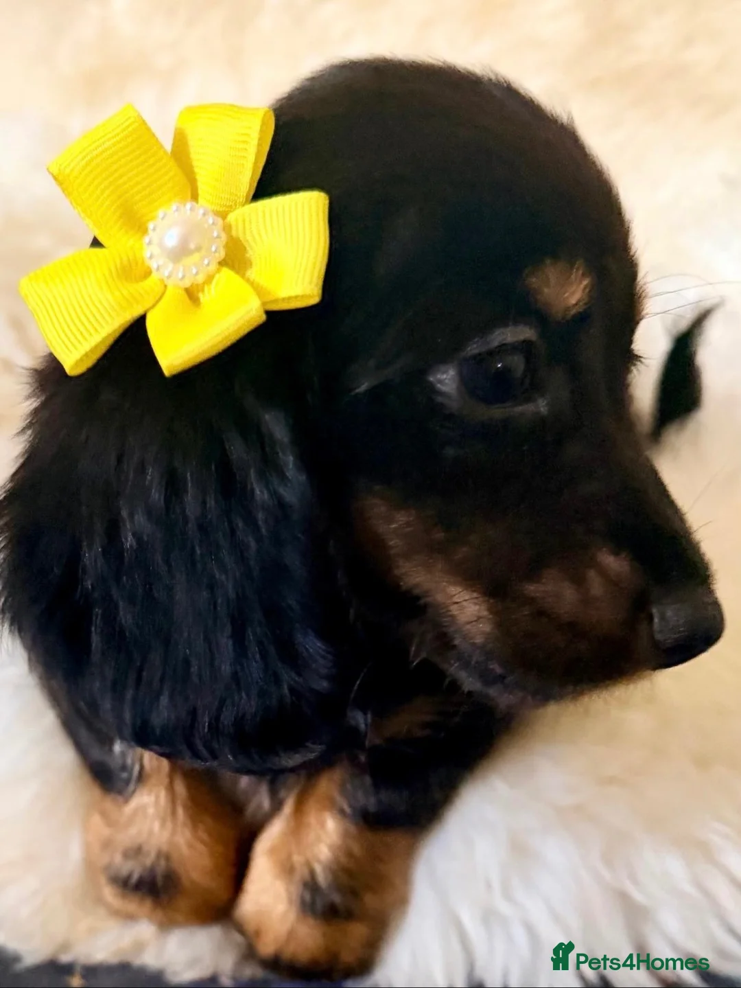 Miniature Dachshund dogs for sale: TOP QUALITY MINI LONG HAIR DACHSHUNDS READY! - Advert 13