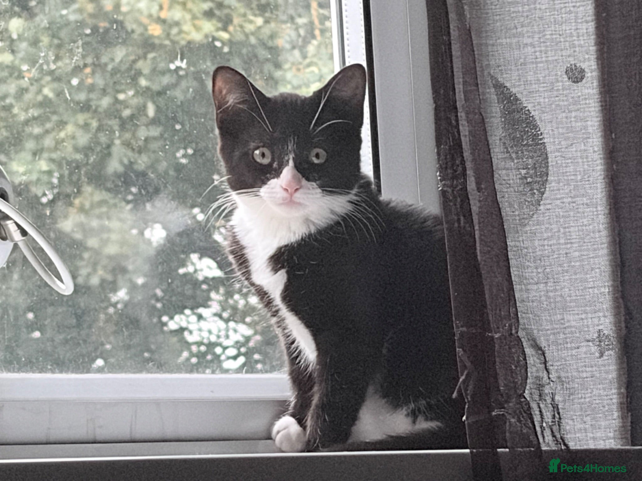 Mixed Breed cats kitten - Advert 1