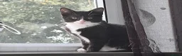 Mixed Breed cats for sale: kitten in Leeds - Advert 1