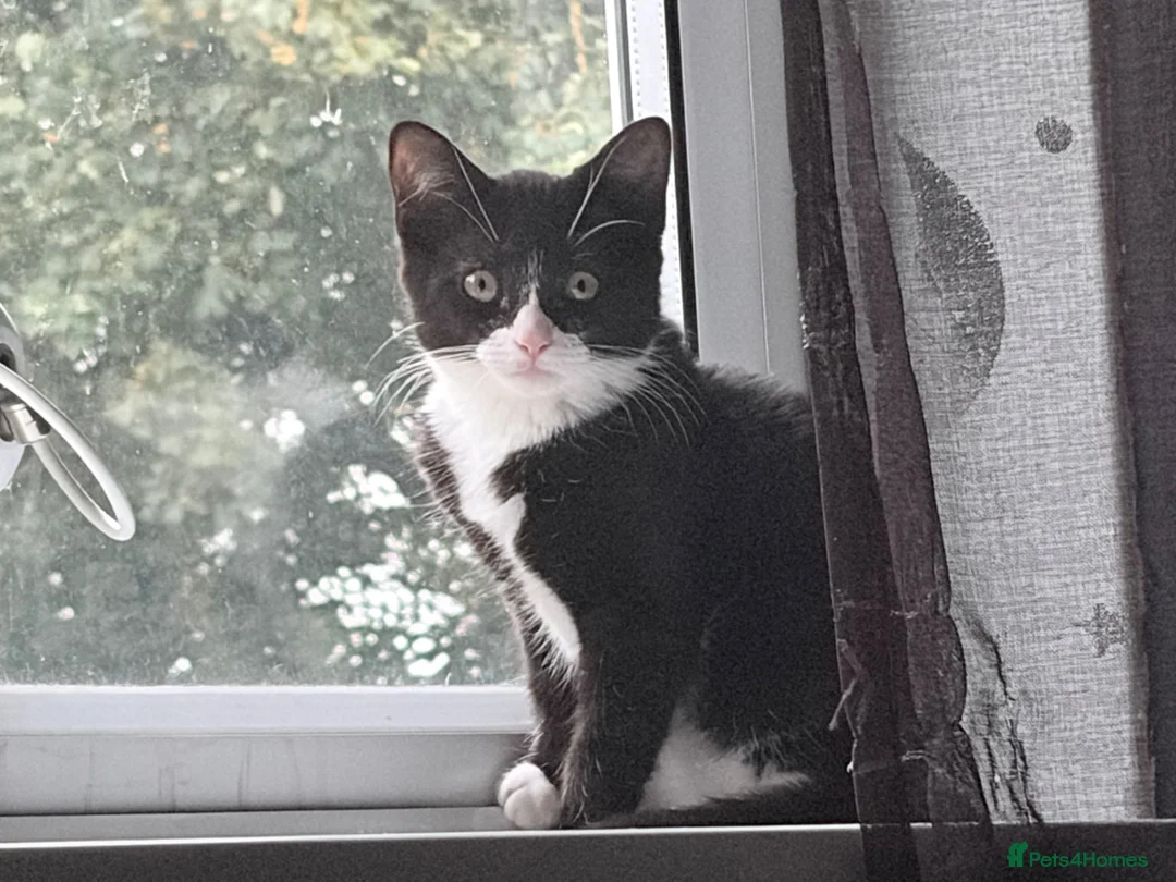Mixed Breed cats for sale: kitten in Leeds - Advert 1