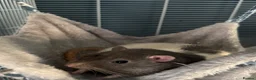 Rat rodents for sale: 2 male rats  - Advert 2