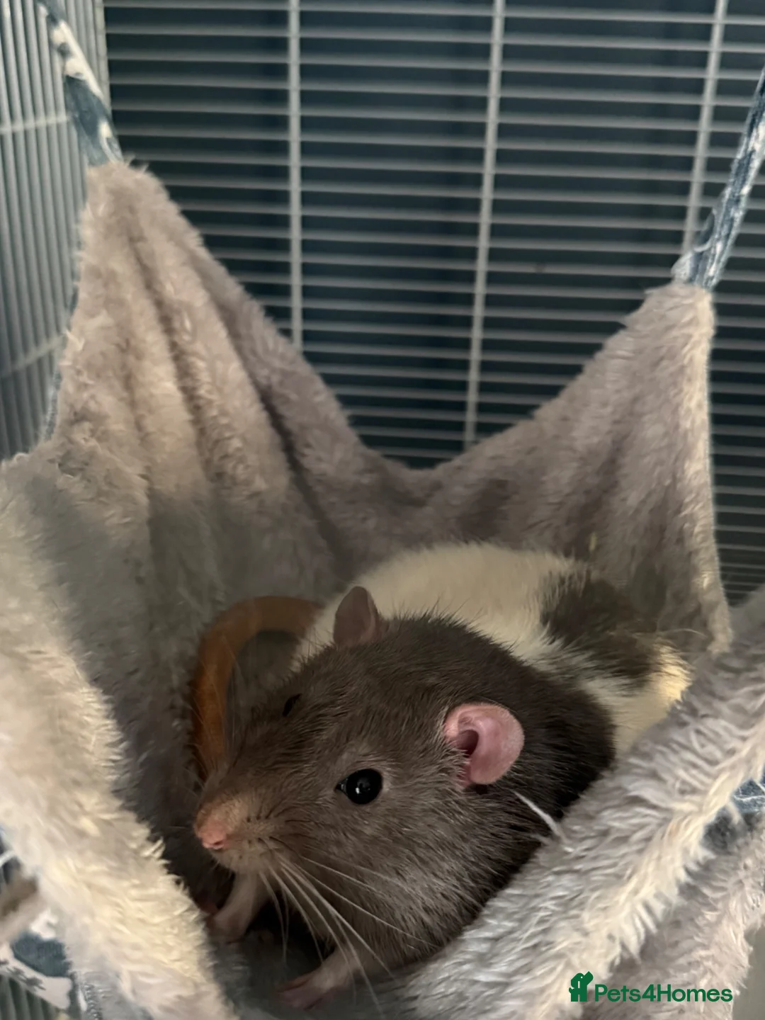 Rat rodents for sale: 2 male rats  - Advert 2