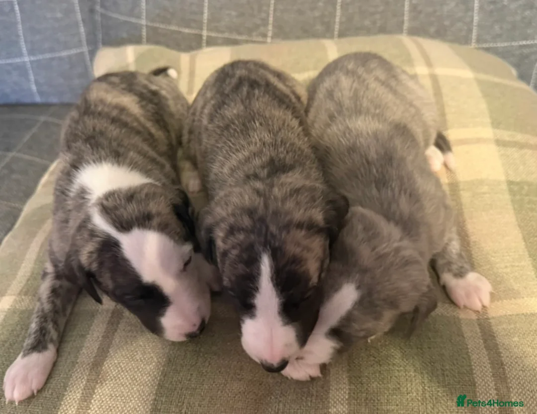Whippet dogs for sale: KC registered brindle Whippets  - Advert 20