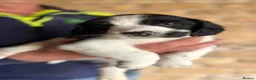 English Springer Spaniel dogs for sale: KC Reg English Springer Spaniel Black & White  - Advert 3