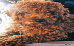 Cavapoo dogs for sale: Cavapoo F1b girl puppy reduced as a small hernia  - Image 7