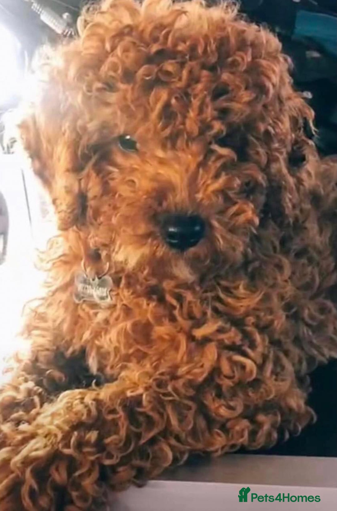 Cavapoo dogs for sale: Cavapoo F1b girl puppy reduced as a small hernia  - Image 7