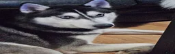 Siberian Husky dogs for sale: 3 year old Siberian Husky for sale - Advert 1