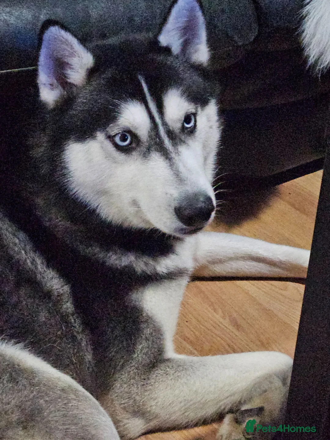 Siberian Husky dogs for sale: 3 year old Siberian Husky for sale - Advert 1