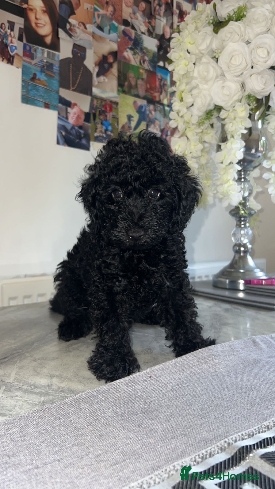 Miniature Poodle dogs for sale: Miniature poodle puppies 🐶  - Image 5