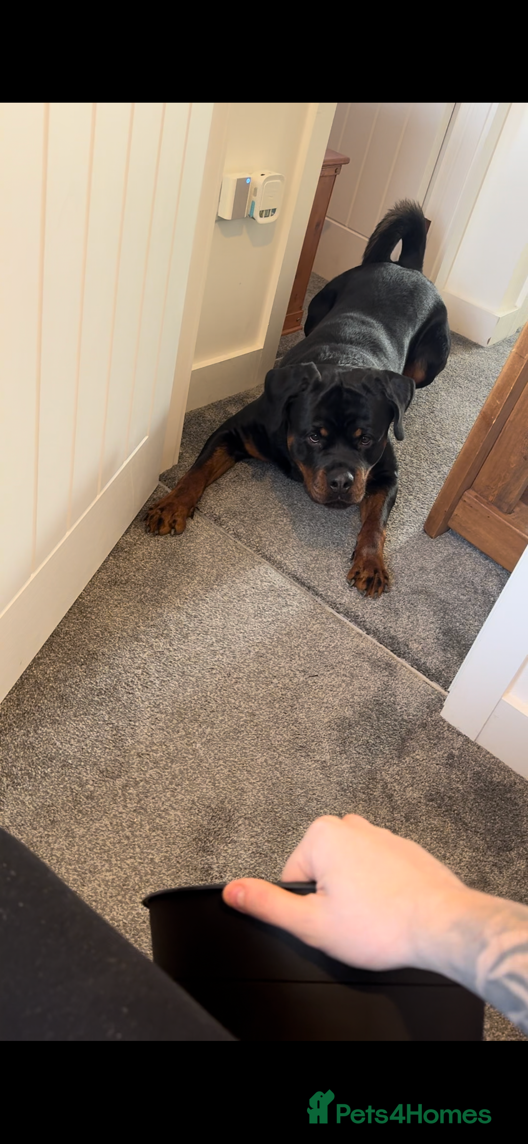 Rottweiler dogs for sale: Jett - Male, 1 year old - Image 7