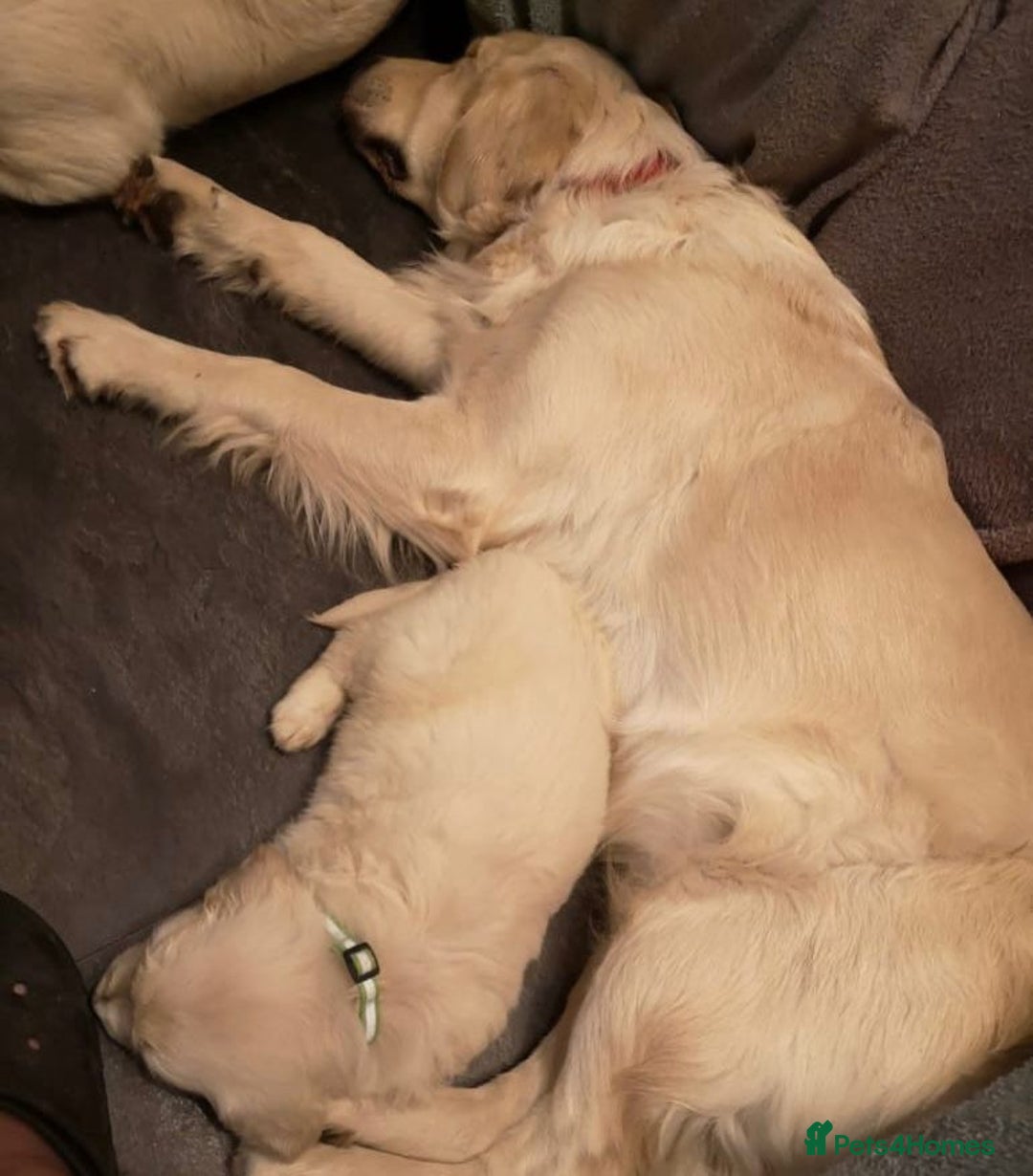 Golden Retriever dogs for sale: Adorable cream golden retriever puppies - Advert 7