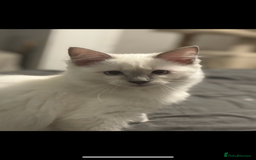 Ragdoll cats for sale: Lilac and blue ragdoll kittens  - Image 7