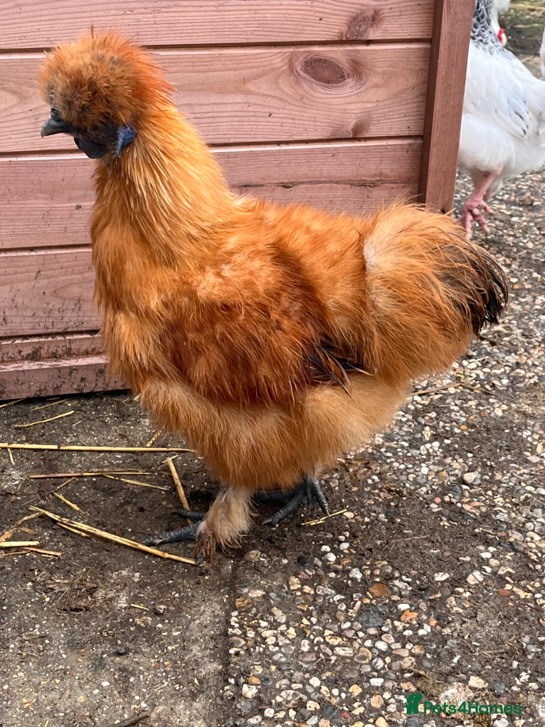 Chickens poultry for sale: Silkie Bantams Cockerals in Sudbury - Advert 2