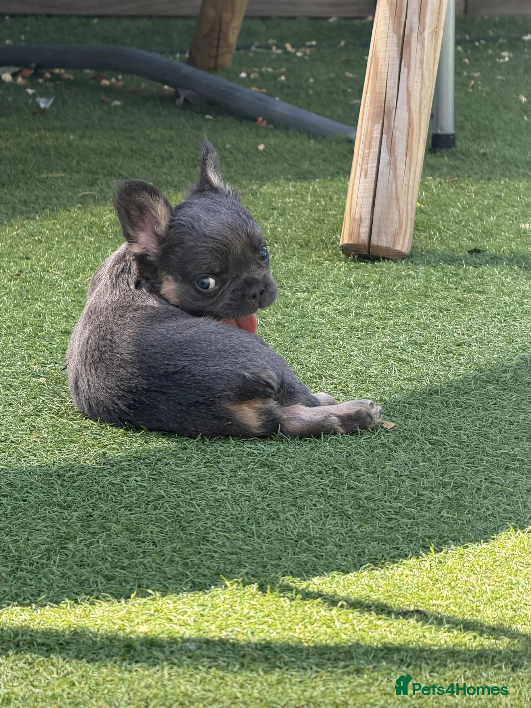 French Bulldog dogs for sale: Fluffy French bulldogs  - Advert 2