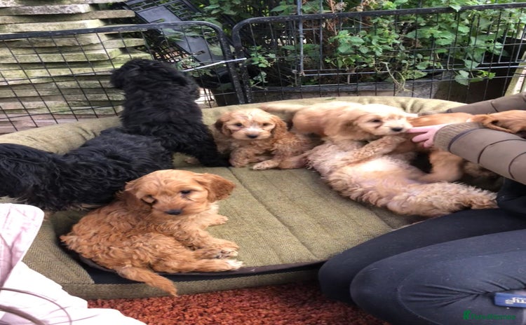 Cockapoo dogs - Advert 6
