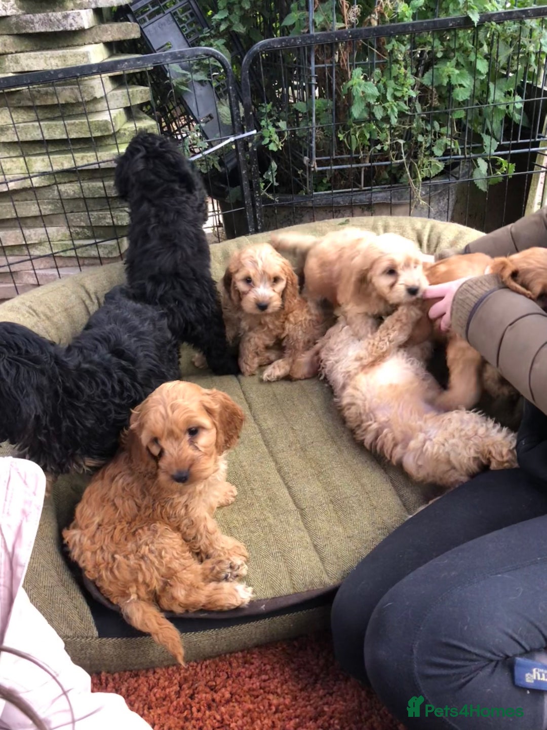 Cockapoo dogs for sale: Beautiful cockapoo f1 puppies - Image 2