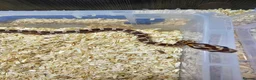 Corn Snake reptiles for sale: Corn snake  in Leicester - Advert 18