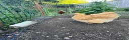 Chickens poultry for sale: Buff Orpington  - Advert 3