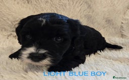 Tibetan Terrier dogs for sale: Adorable fluffy TToodle puppies  - Image 12