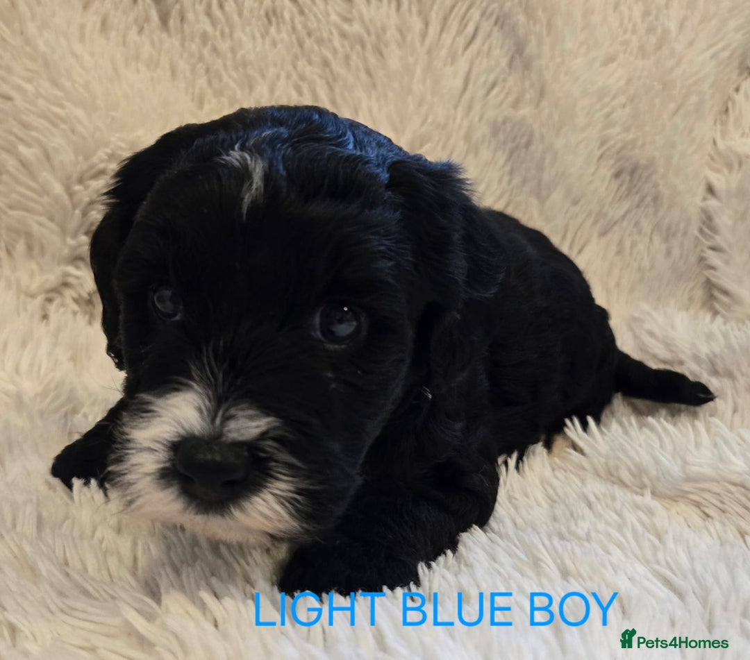 Tibetan Terrier dogs for sale: Adorable fluffy TToodle puppies  - Image 12