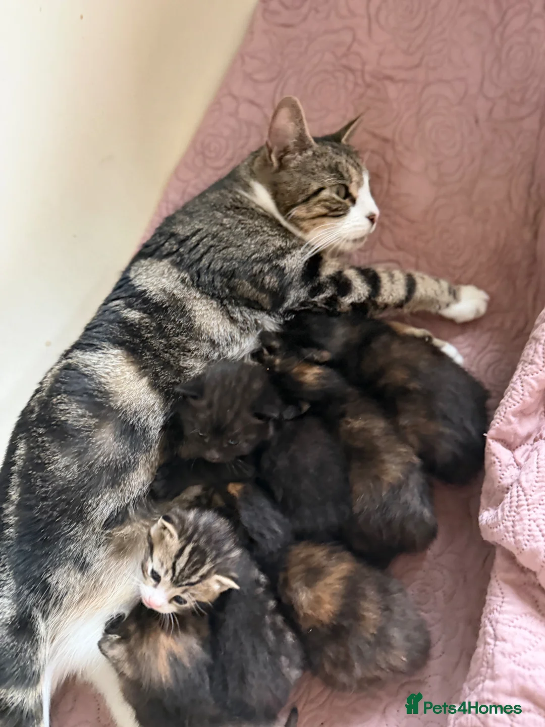 British Shorthair cats for sale: Adorable Marble markings Kittens - Advert 1
