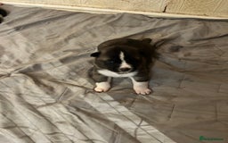 Akita dogs for sale: Akita Puppies for Sale - Advert 17