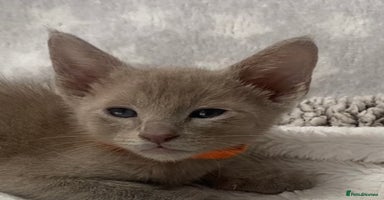 Mixed Breed cats - Advert 9