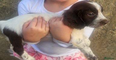Cocker Spaniel dogs - Advert 8
