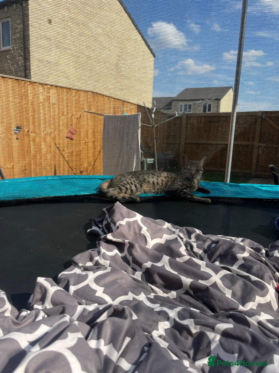 Savannah cats for sale: Full savannah girl  - Image 5