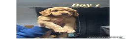 Cocker Spaniel dogs for sale: Working cocker spaniel puppies - Advert 15