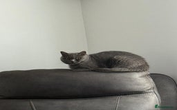 British Shorthair cats for sale: GCCF British shorthair female - Image 3